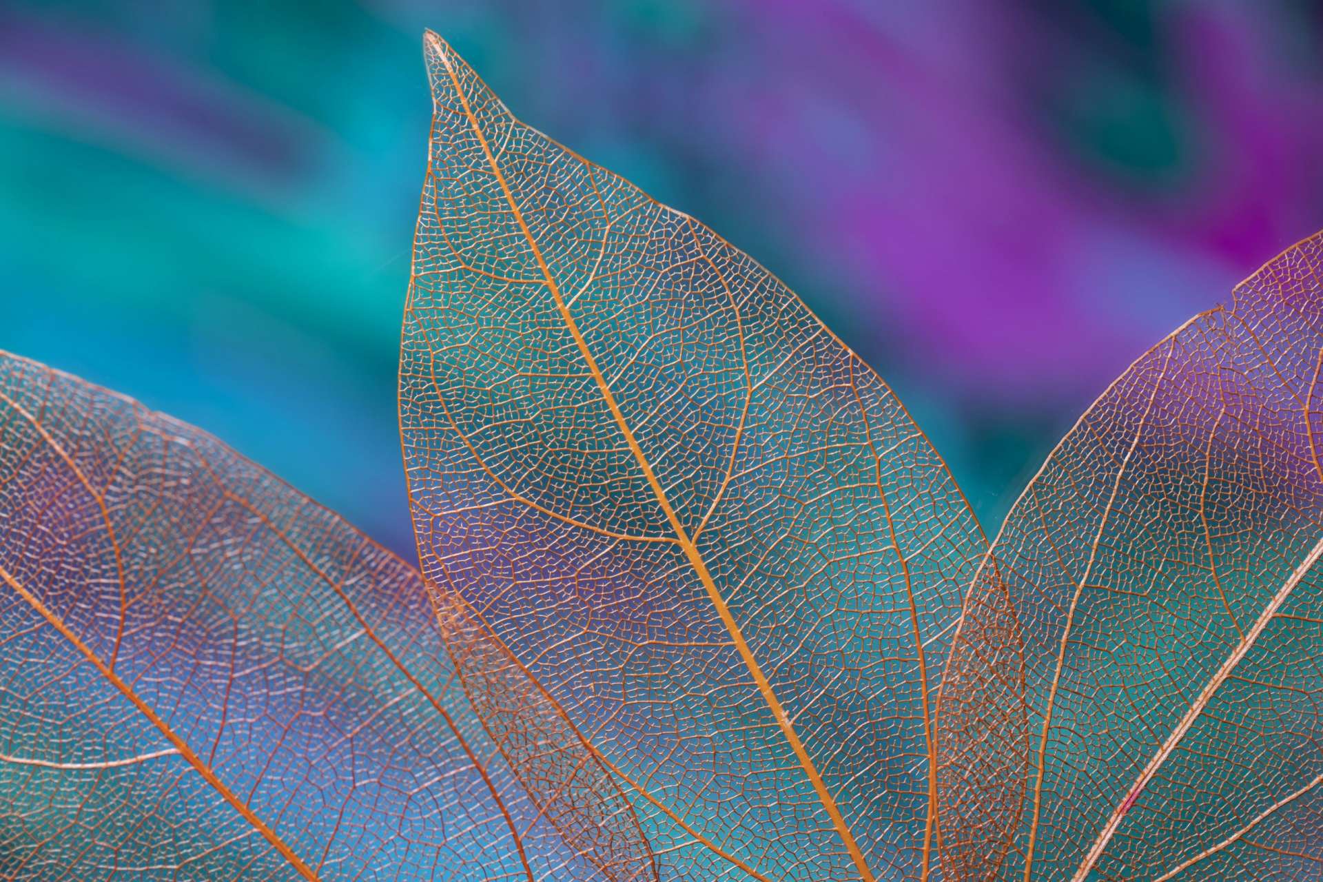 Peintre du 66 - Artiste peintre